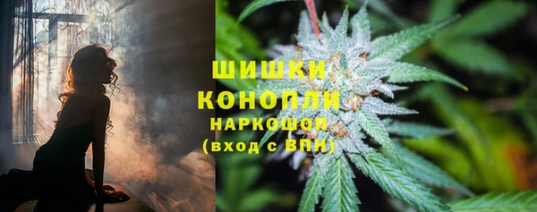 прущие грибы Надым