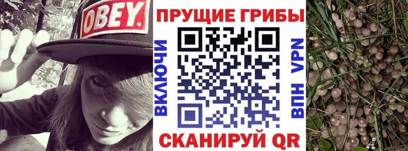 OMG вход  Талдом  Галлюциногенные грибы GOLDEN TEACHER 